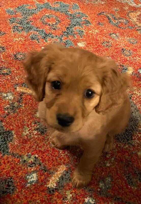 Application for Working Dog, Companion (Pet) and Guardian Placement