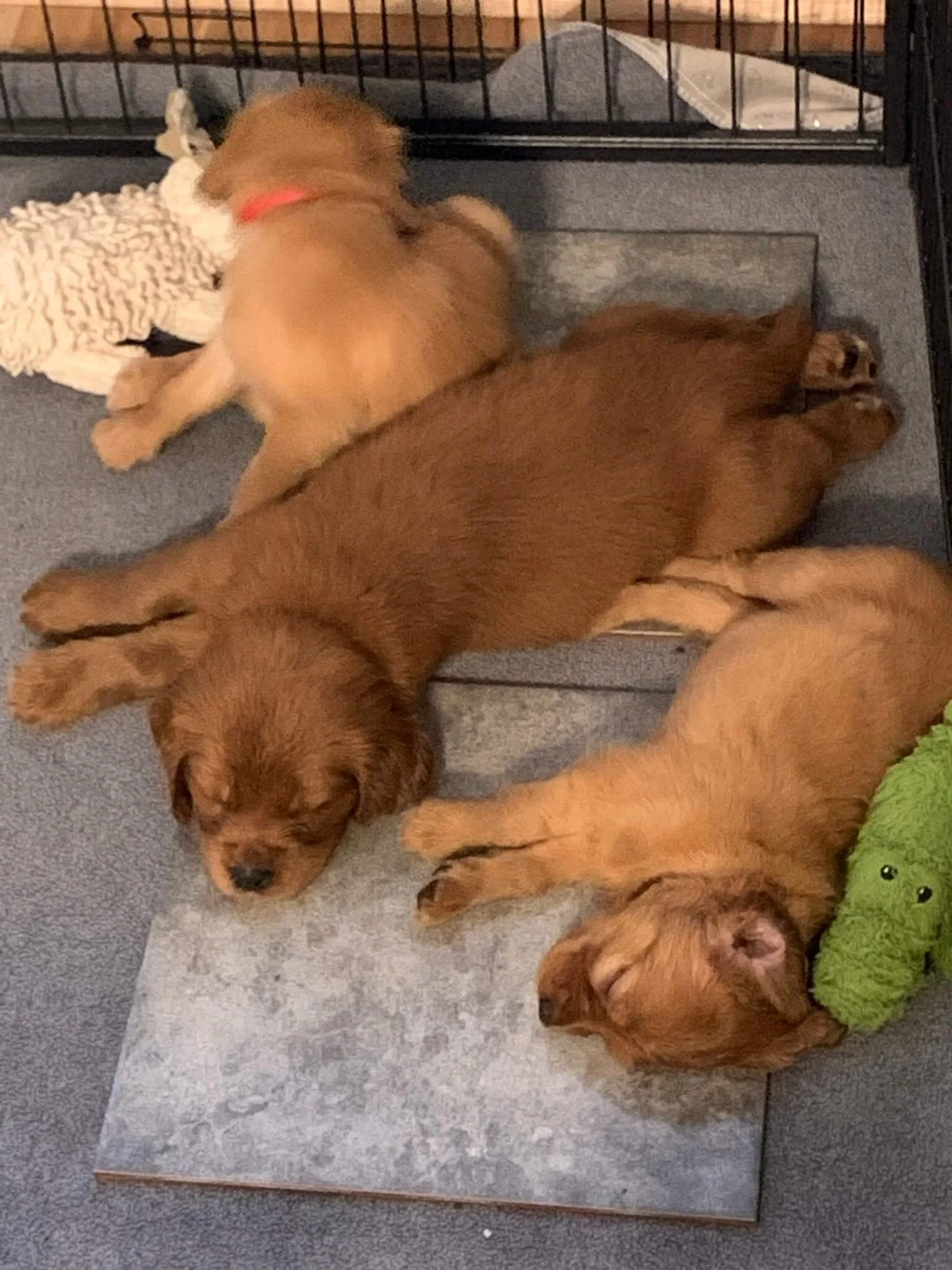 Building Empowered Pups Weeks 38 — Pocket Full of Sunshine Miniature