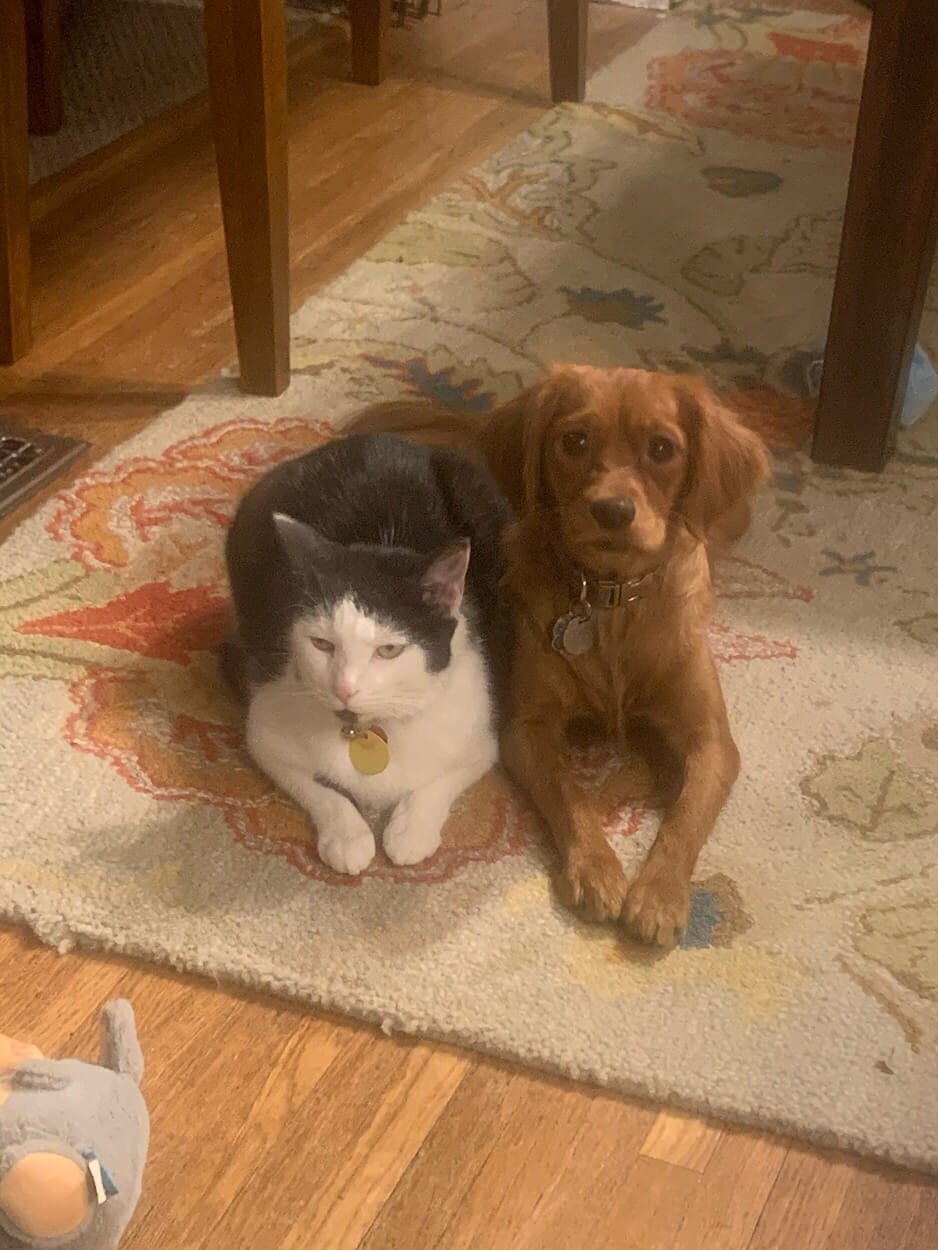 Gallery of Our Miniature Golden Retriever Pups — Pocket Full of