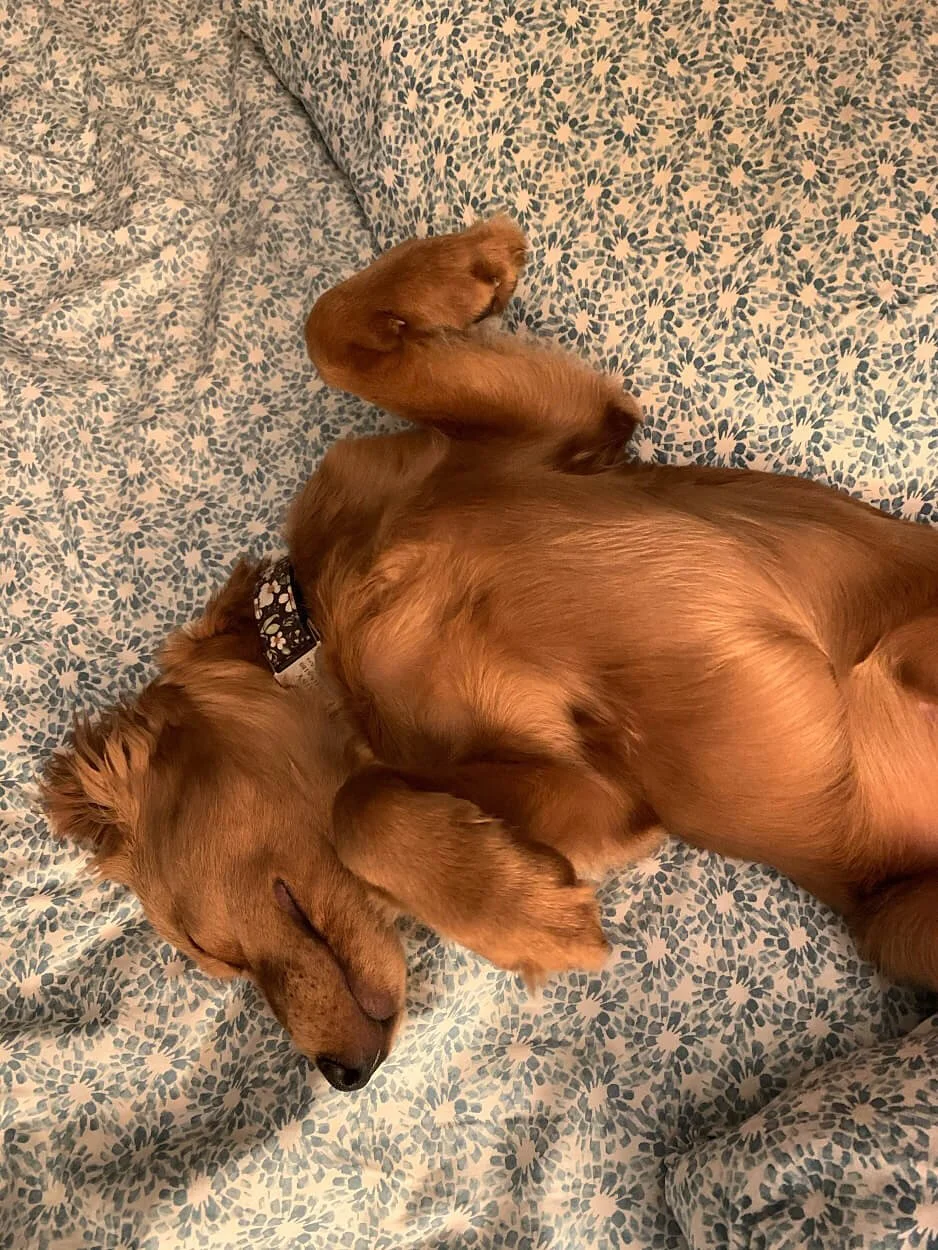 Gallery of Our Miniature Golden Retriever Pups — Pocket Full of