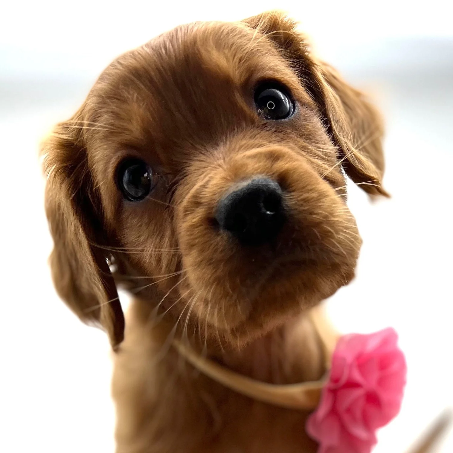 Puppy Training Package for GoHome — Pocket Full of Sunshine Miniature