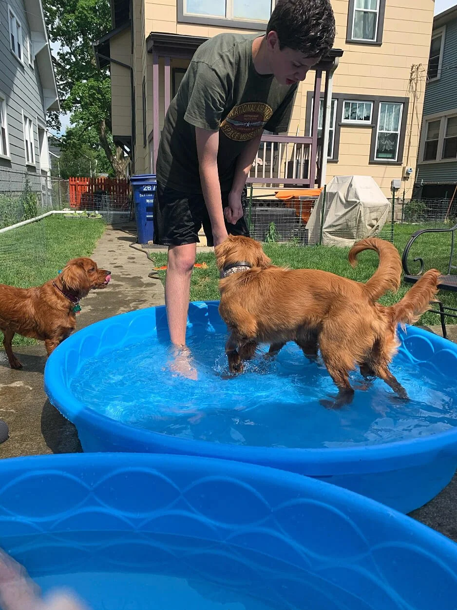 Gallery of Our Miniature Golden Retriever Pups — Pocket Full of