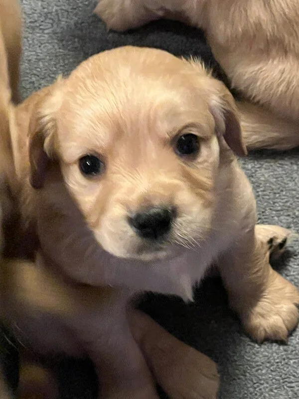 Application for Working Dog, Companion (Pet) and Guardian Placement