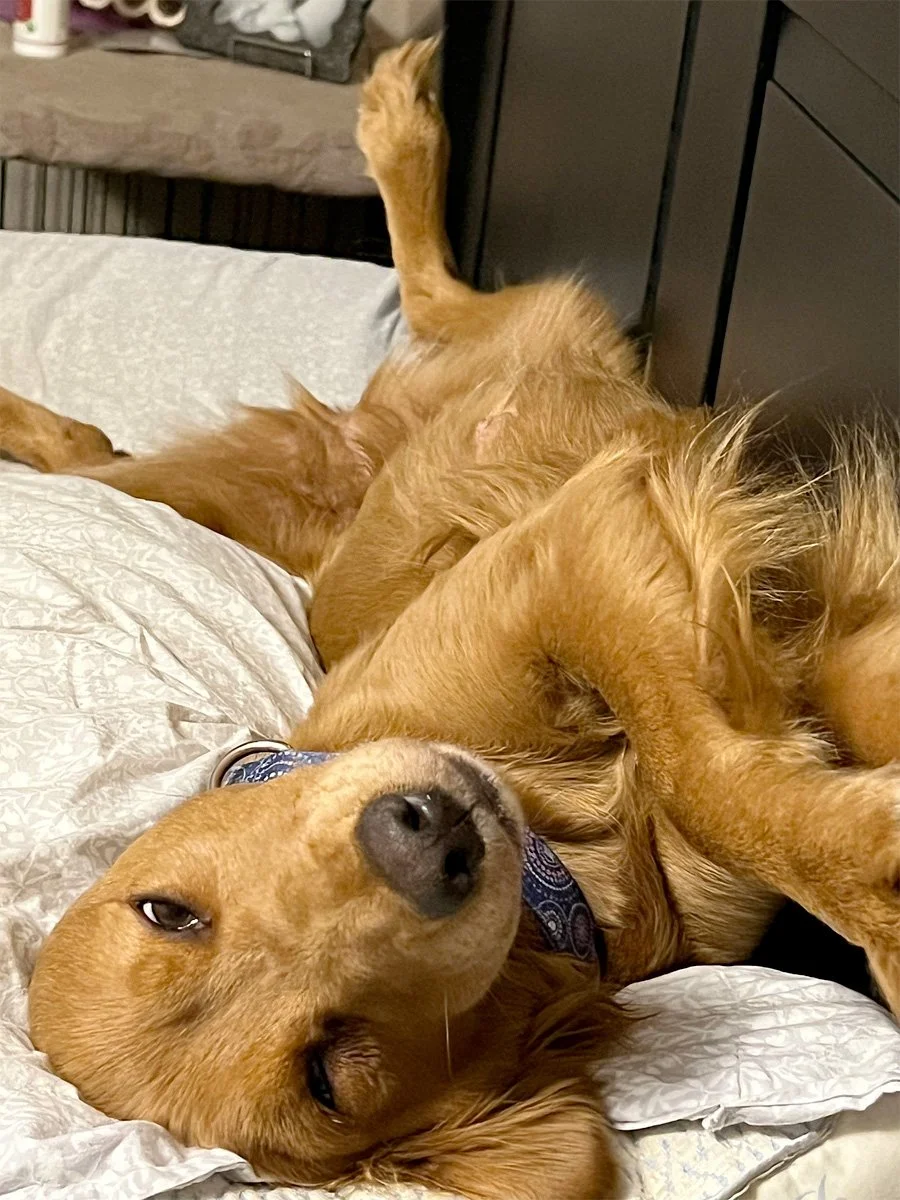 Pocket Full of Sunshine Miniature Golden Retrievers