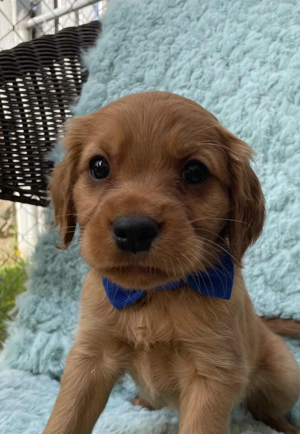 Puppy Adoption Process — Pocket Full of Sunshine Miniature Golden