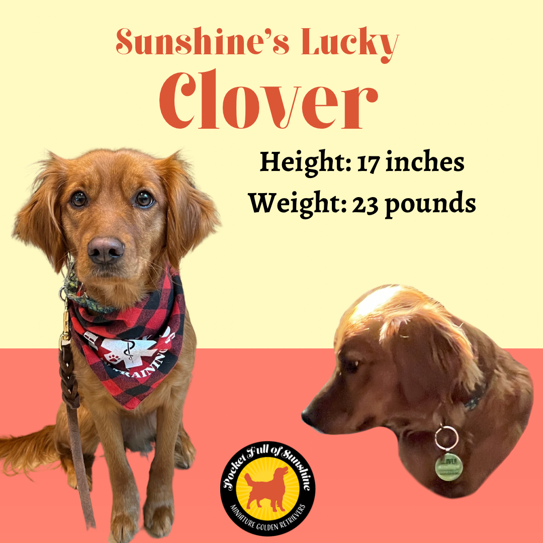 Our Ladies — Pocket Full of Sunshine Miniature Golden Retrievers