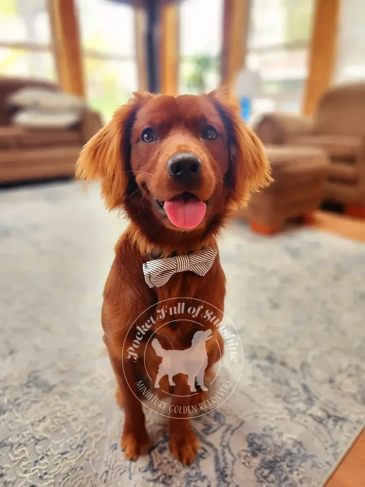 full grown mini golden retriever