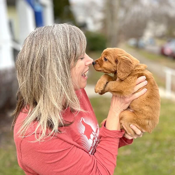 Pocket Full of Sunshine Miniature Golden Retrievers