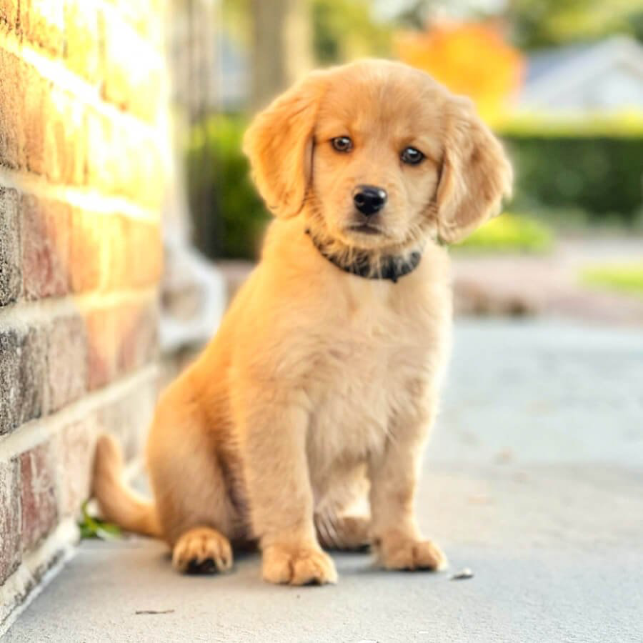 Pocket Full of Sunshine Miniature Golden Retrievers, image size:900x900
