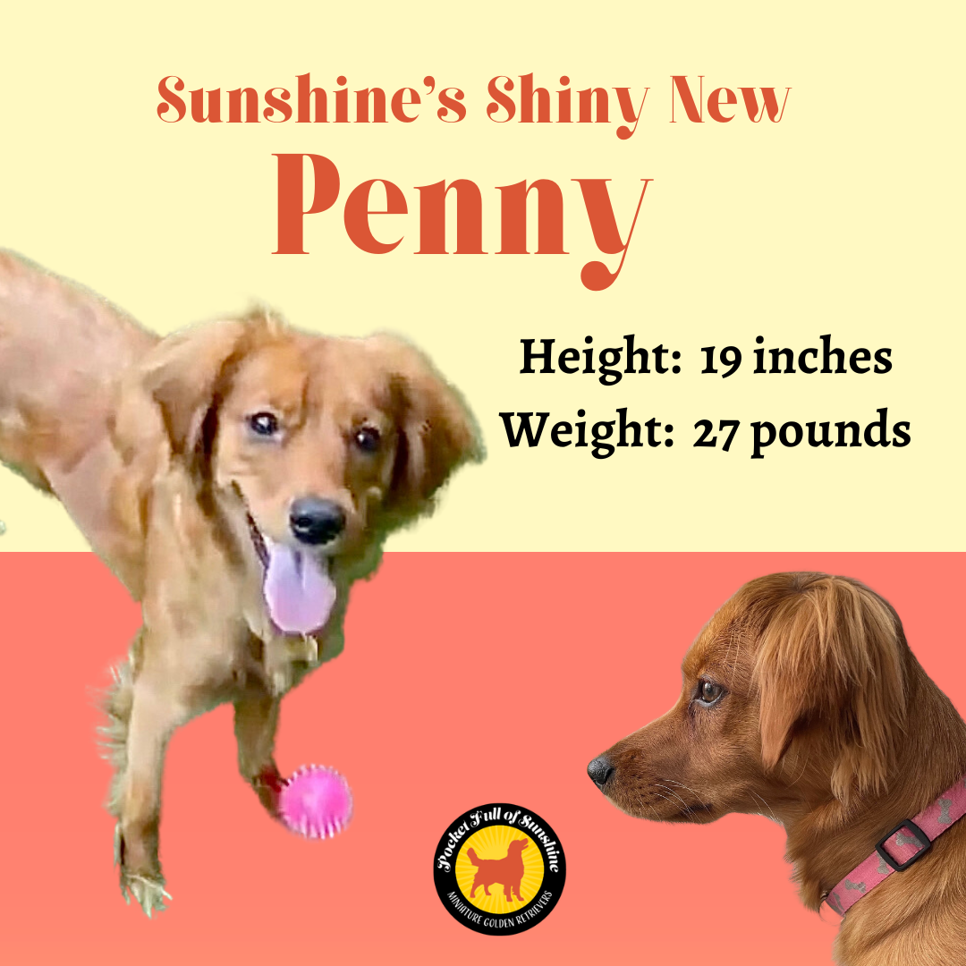 Our Ladies — Pocket Full of Sunshine Miniature Golden Retrievers
