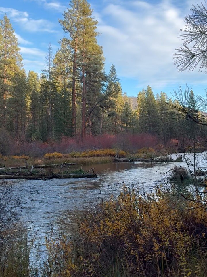 This post is an homage to fall in Central Oregon. Just got back from a week enjoying fall leaves and walks by the river. 

Also learned about the Tamarack tree- one of only a few conifer trees that sheds its leaves each year. But not before turning a