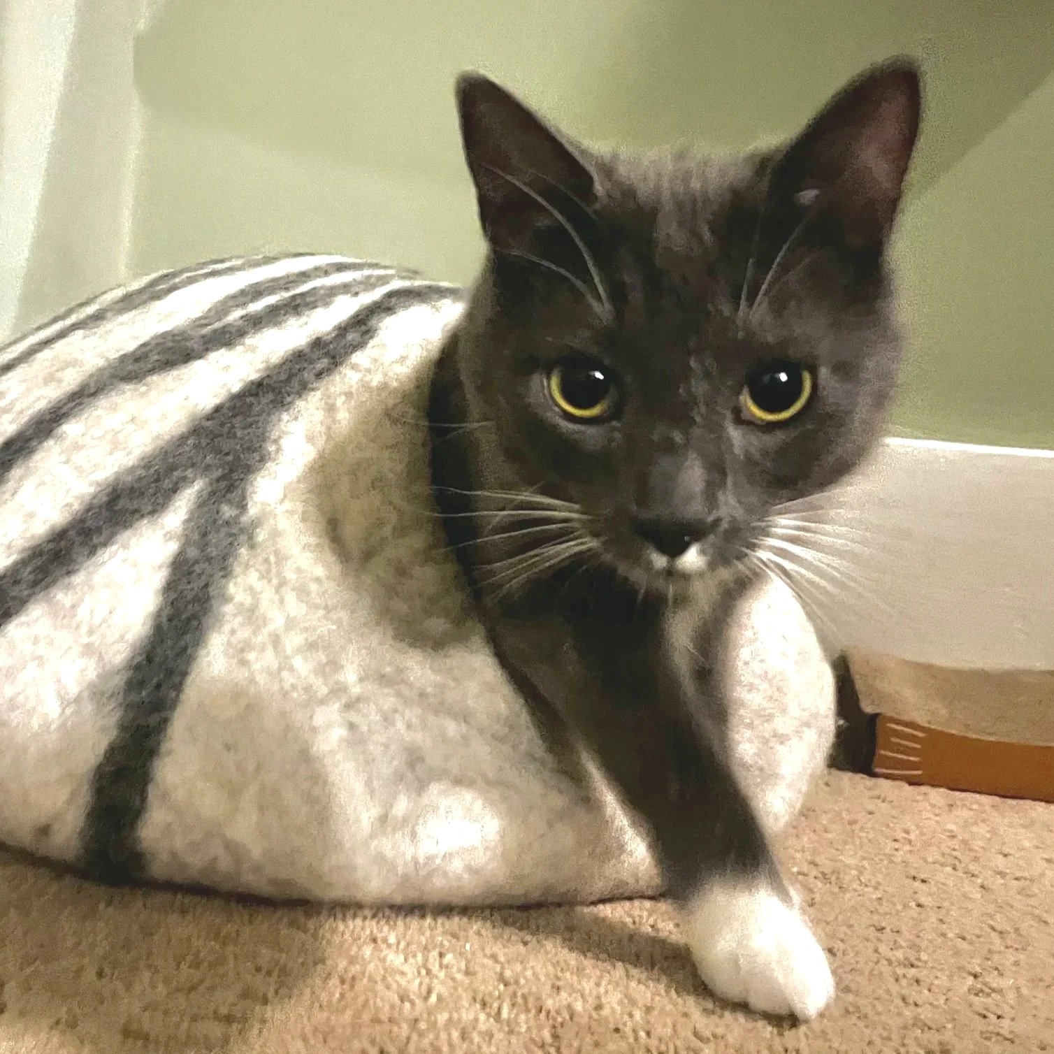 Howl the grey tuxedo cat