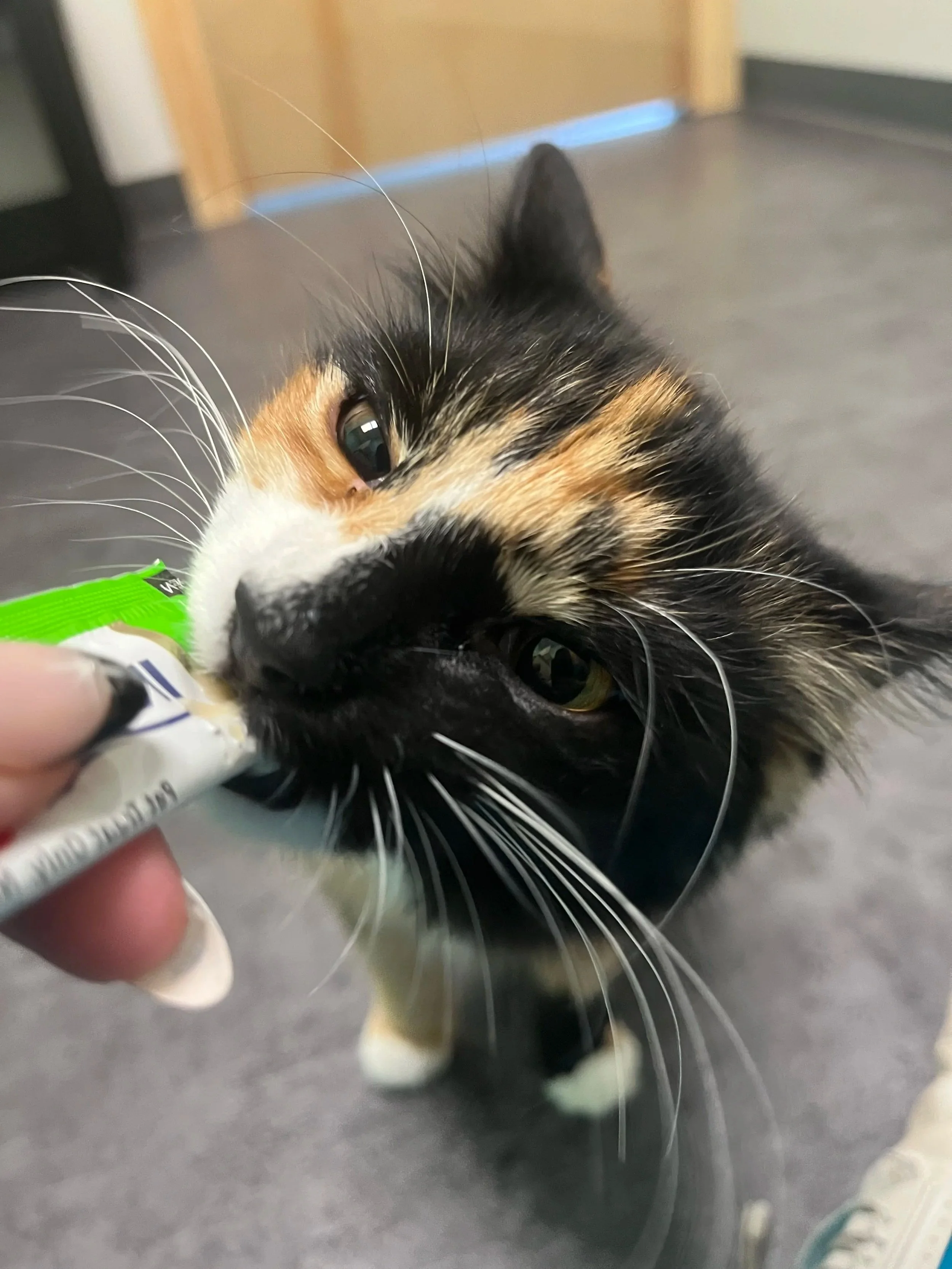 A calico cat named Mouse with gorgeous whickers eating Churu