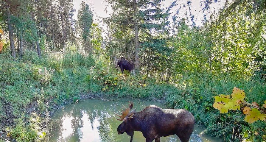 BullandCowMoose.jpg