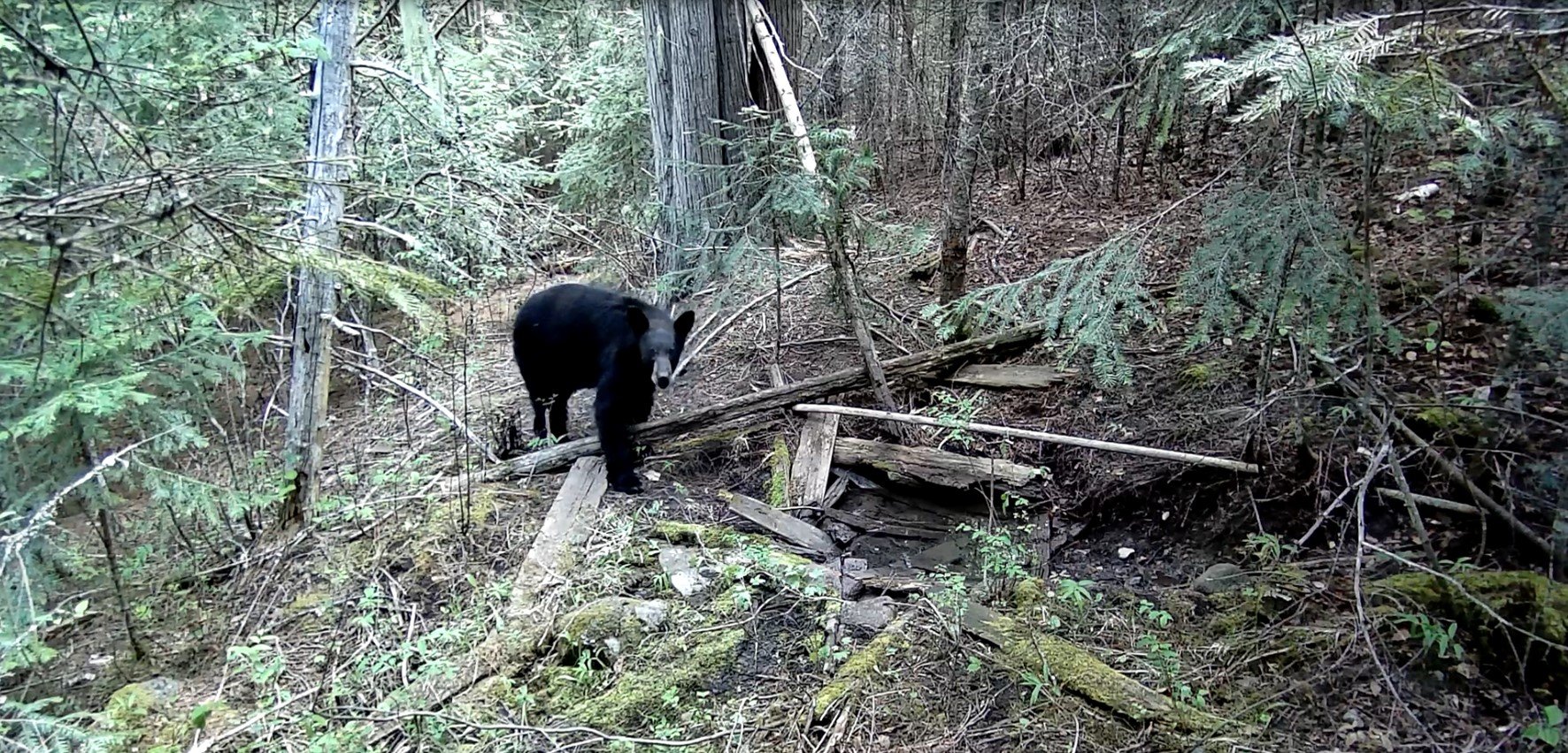 Black Bear.jpg