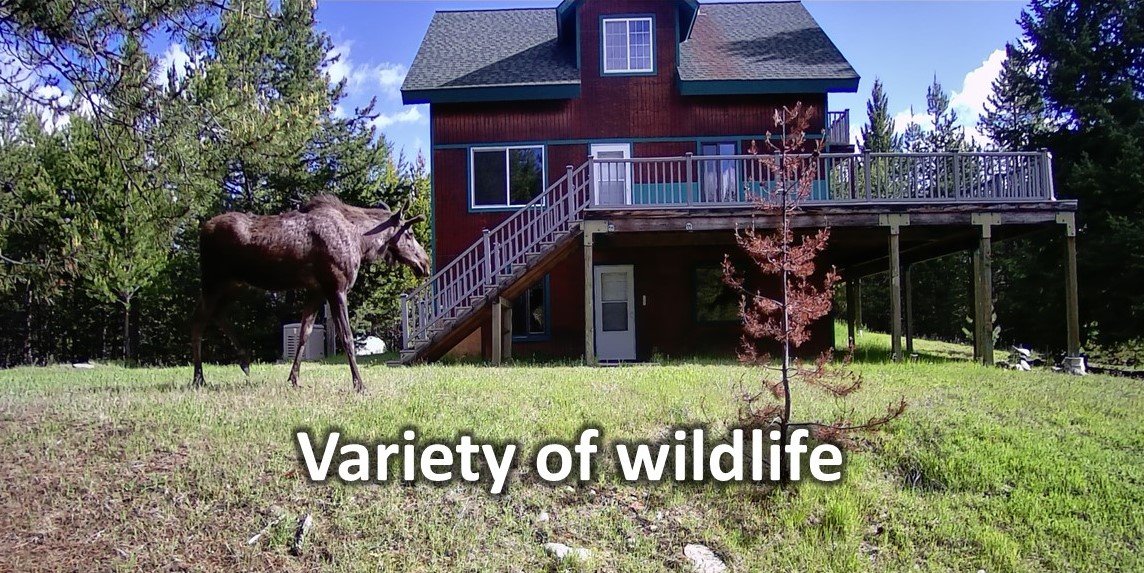 moose.jpg