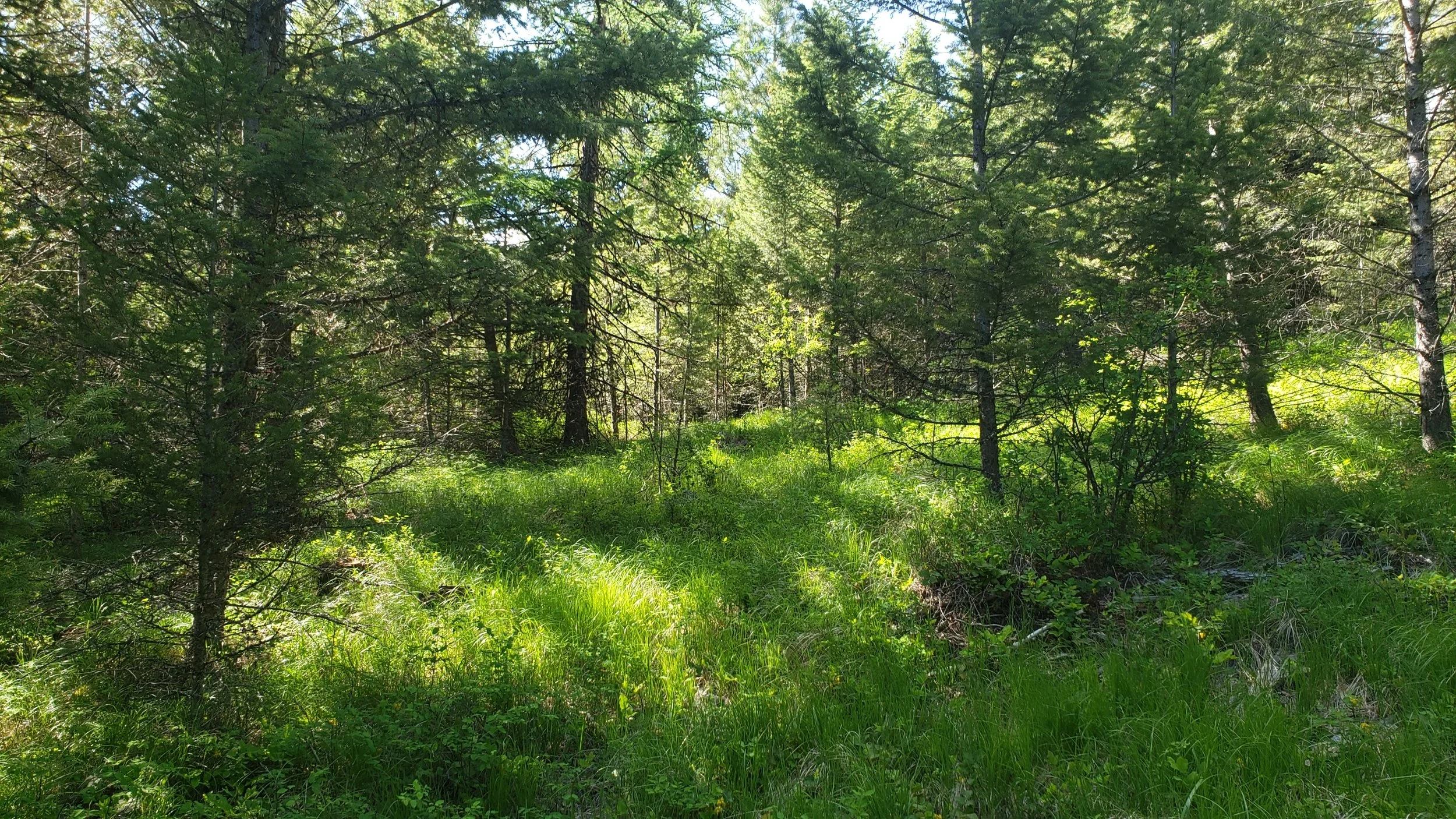 20190603_171003.jpg
