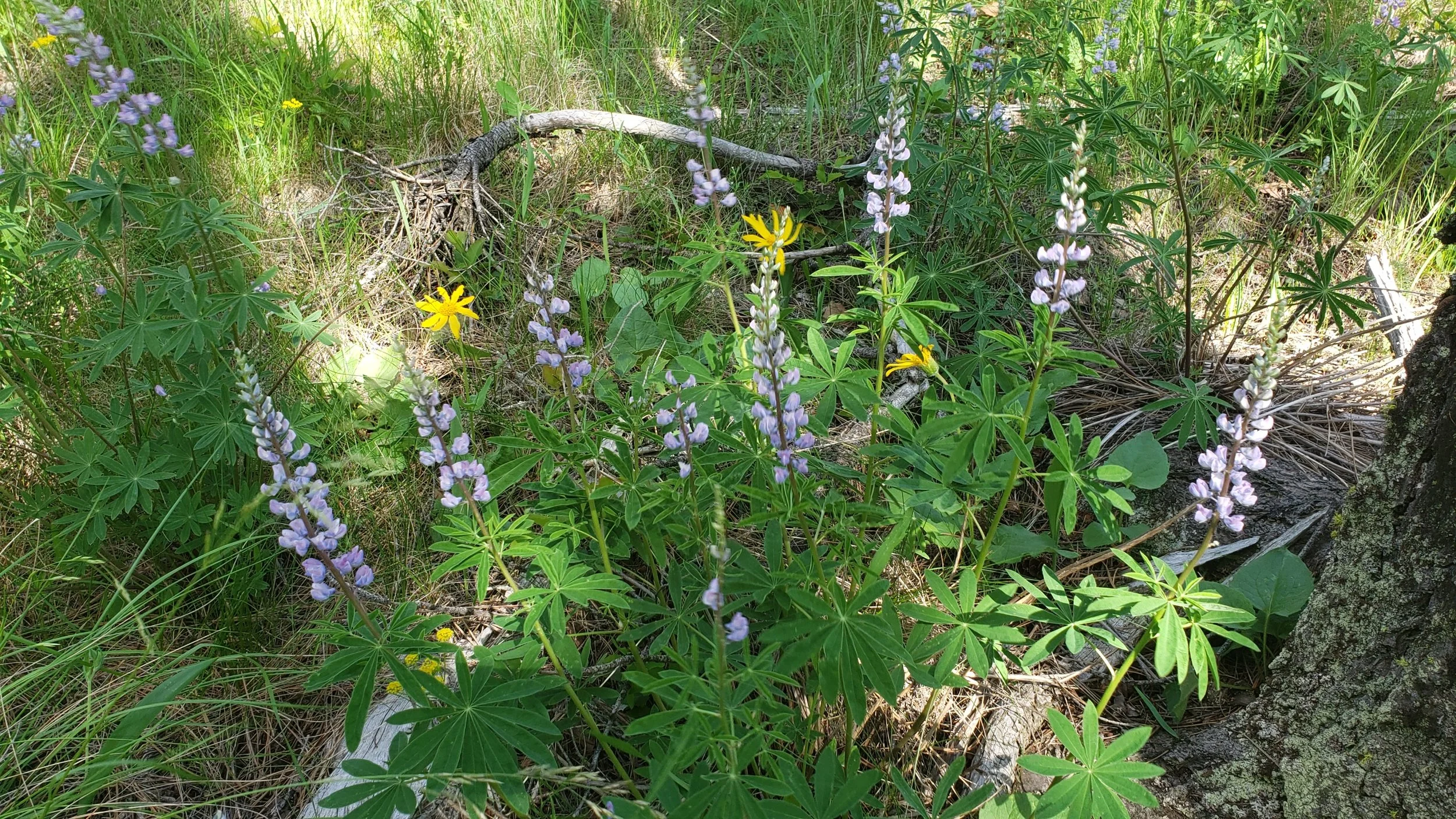 20190603_171256.jpg