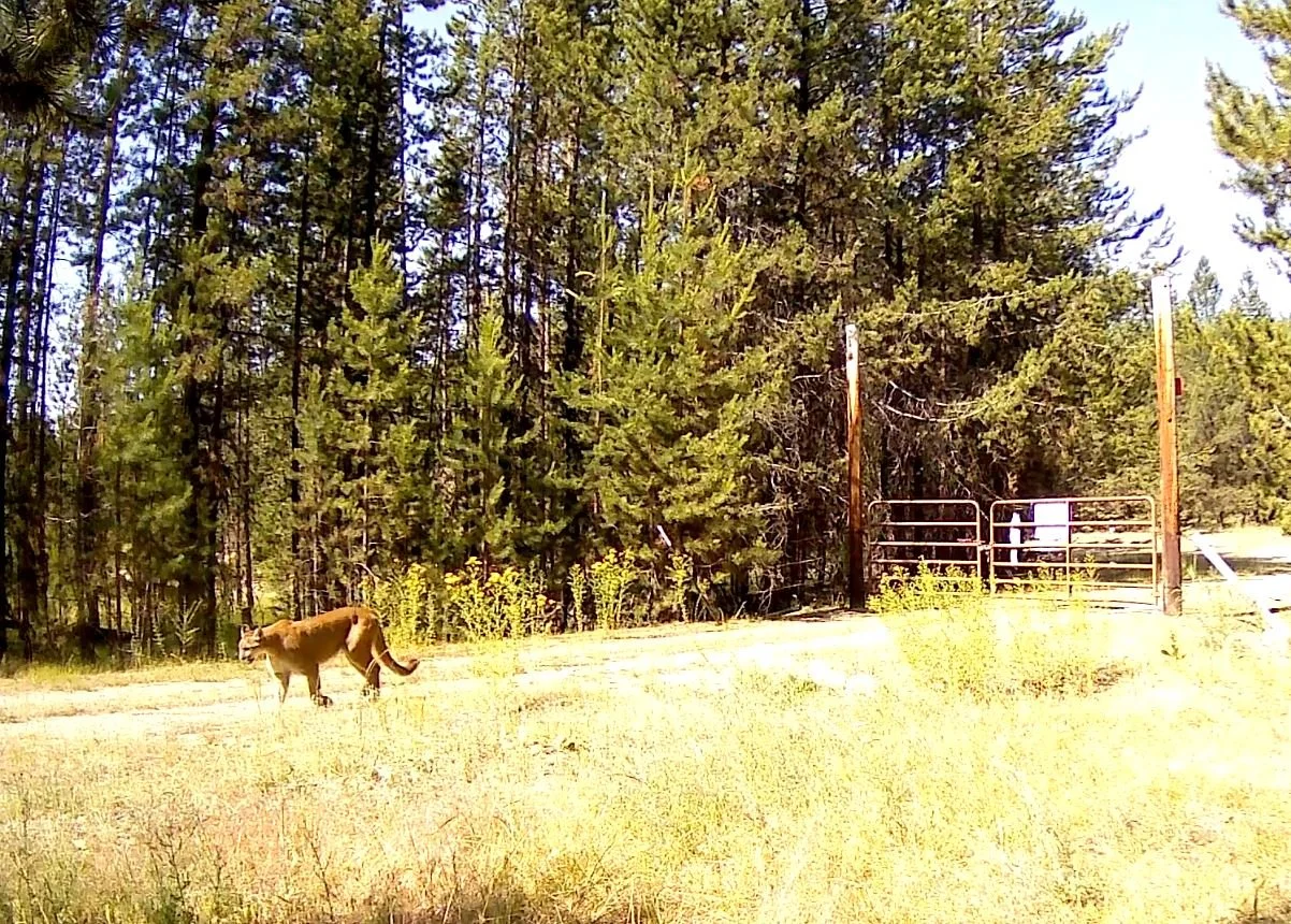 Cougar.JPG