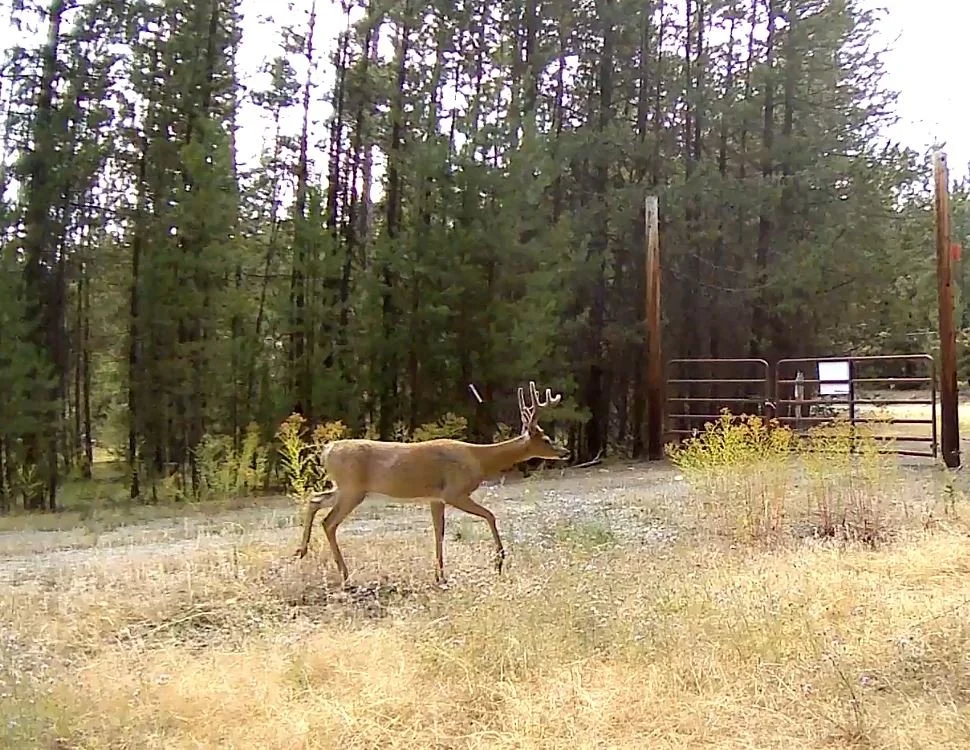 Buck.JPG