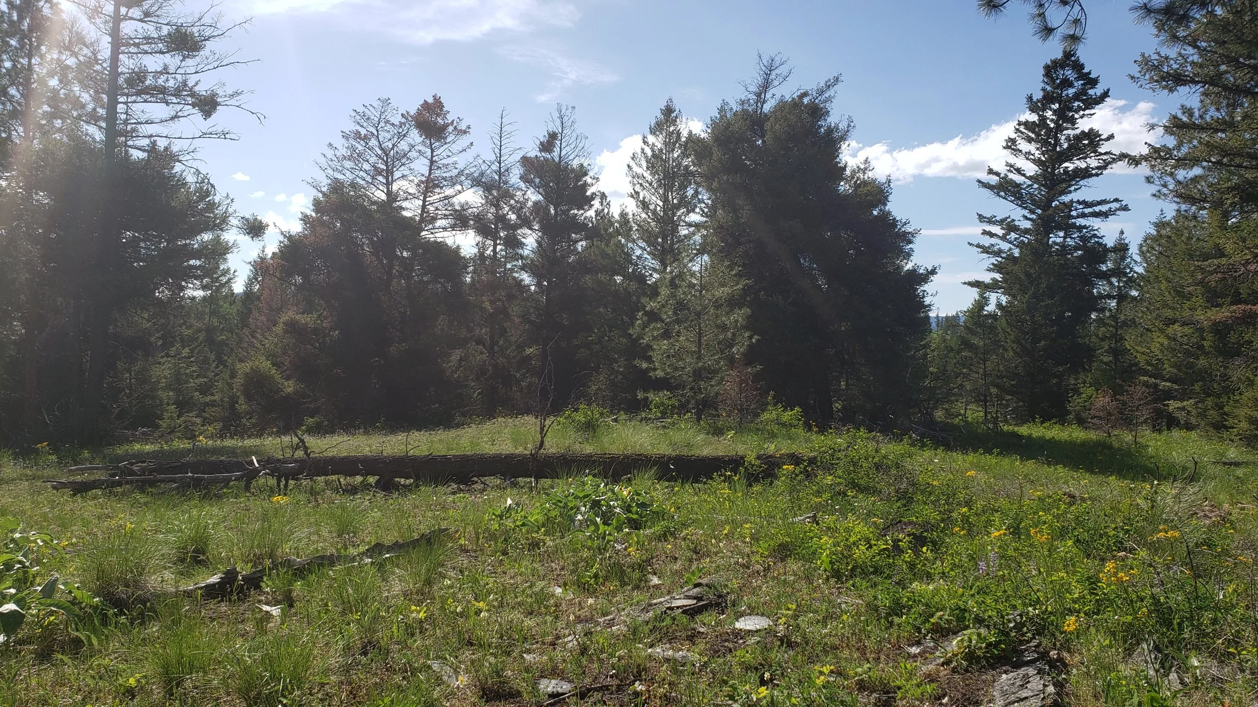 20190603_172052.jpg
