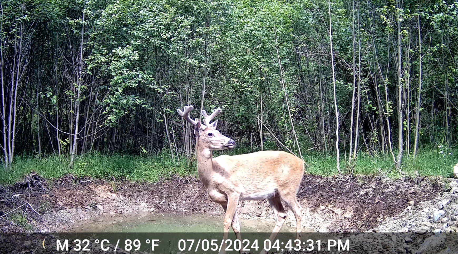 Buck 2.jpg