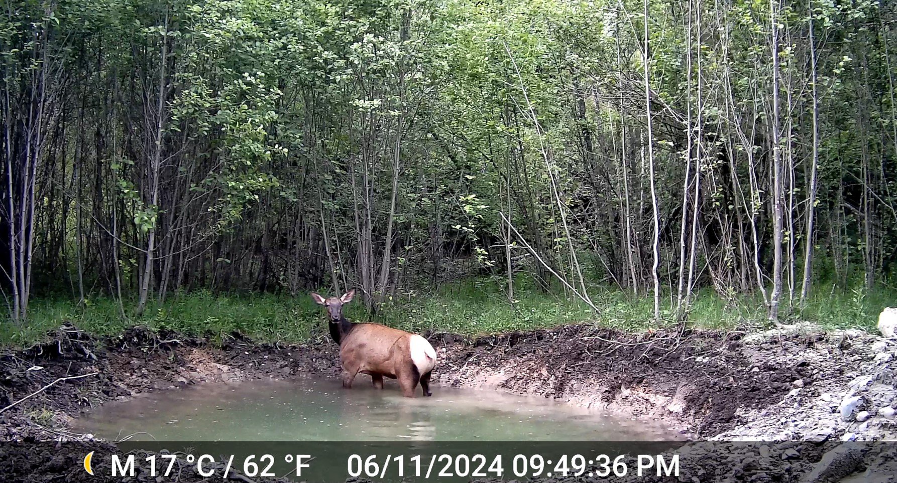 Elk.jpg