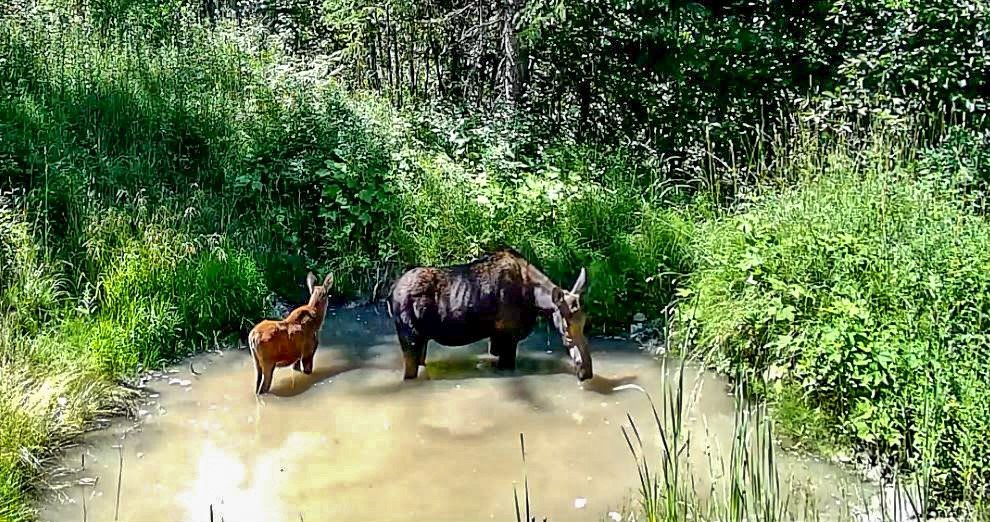 MooseMomCalf4.jpg