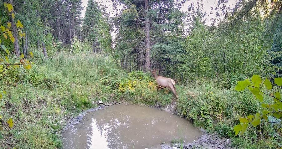 Elk.jpg