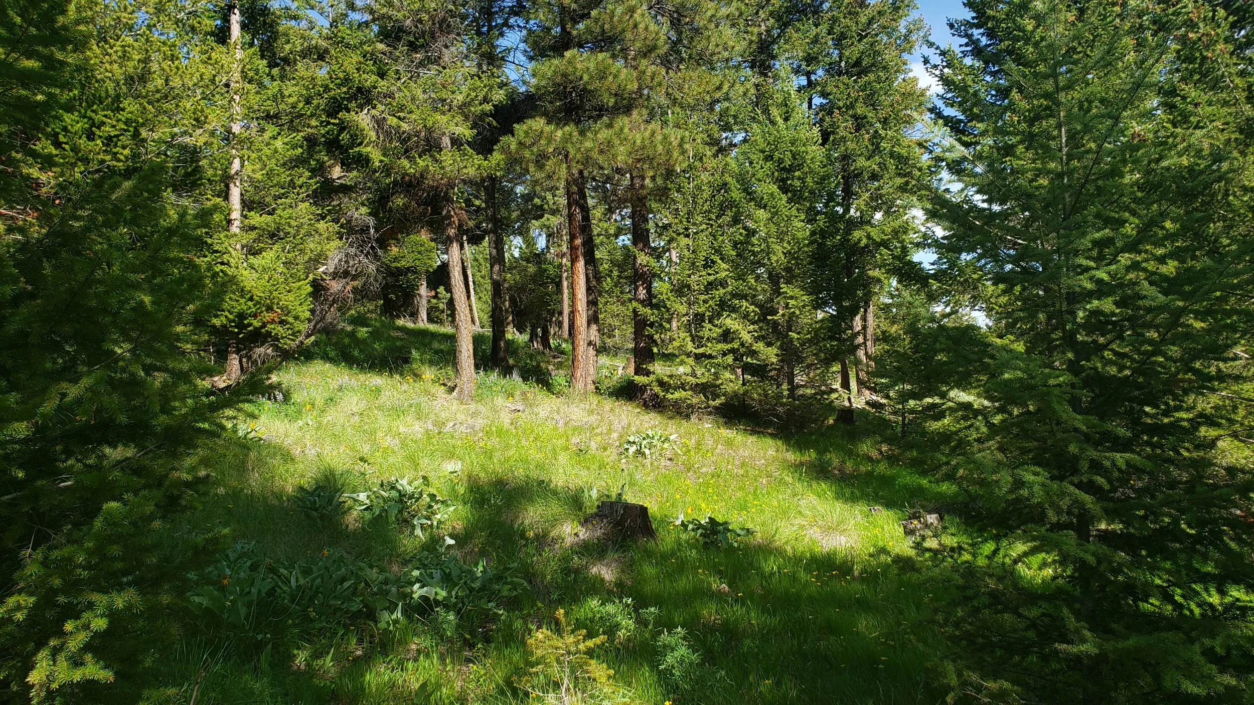 20190603_171219.jpg
