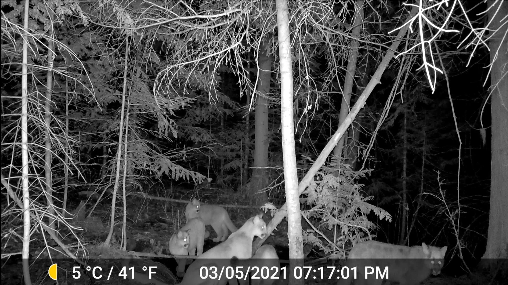 cougars.jpg