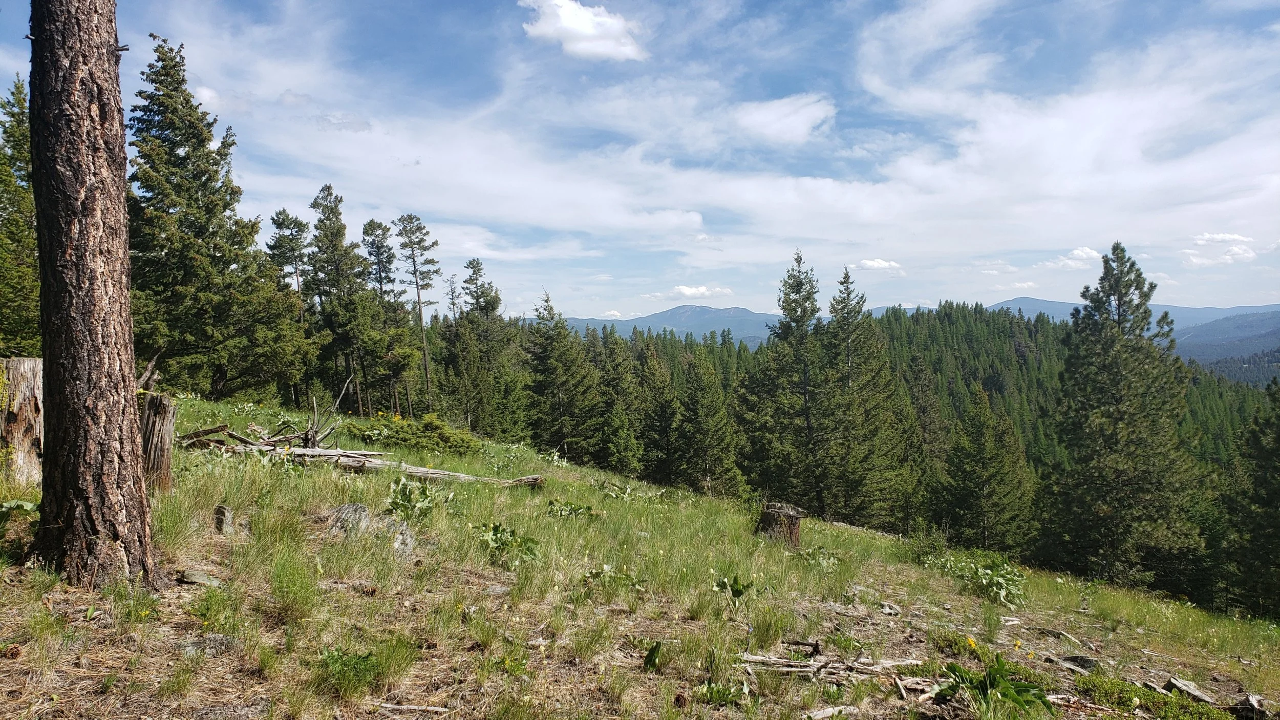 20190603_171331.jpg