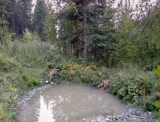 MountainLions.jpg
