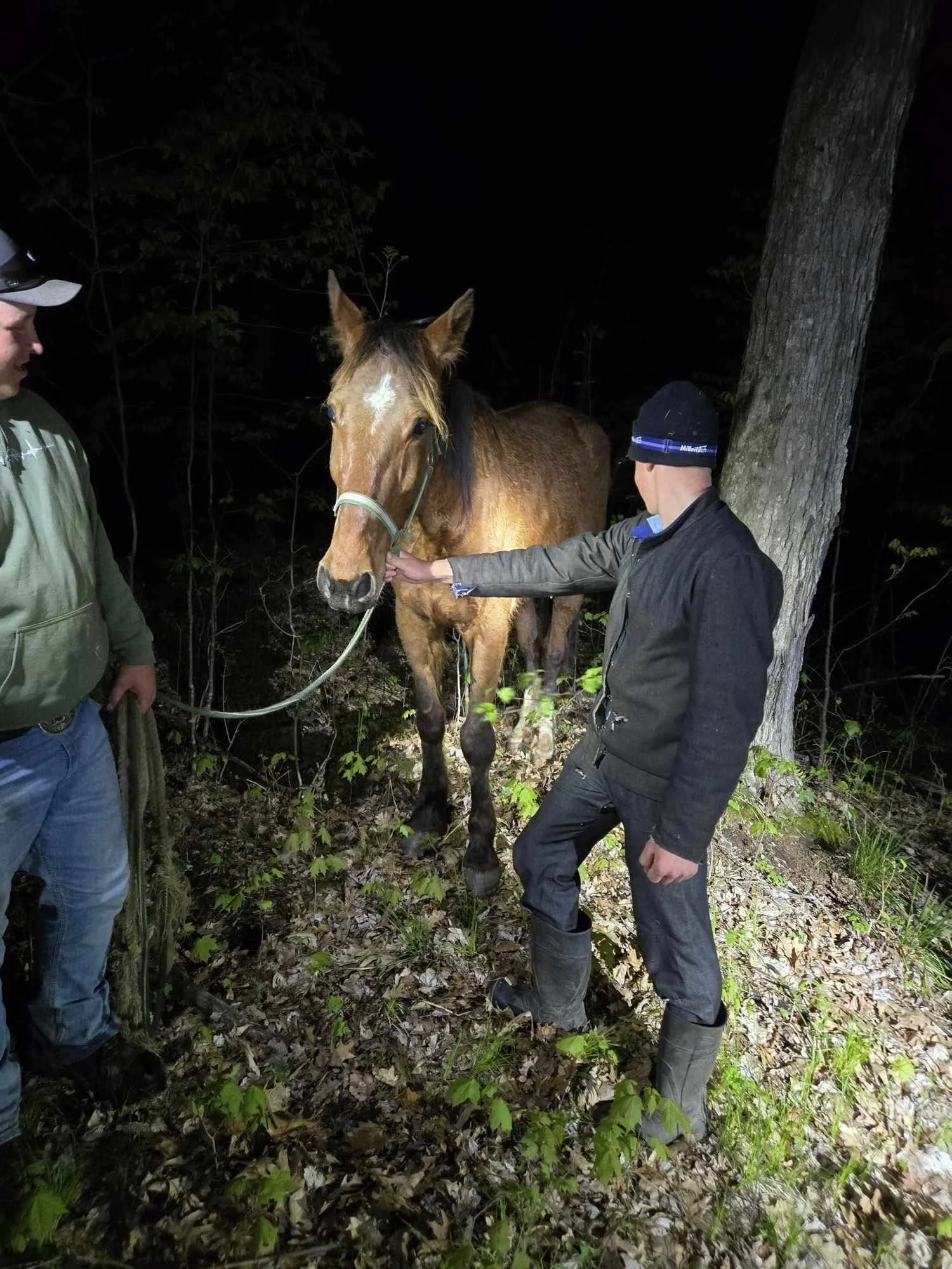Horse.jpg