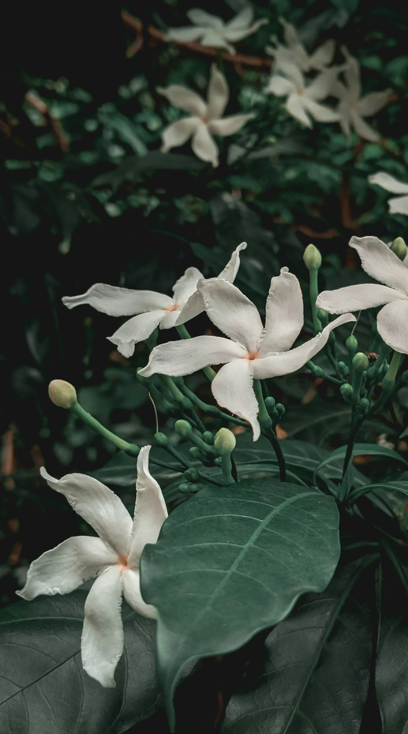Jasmine Incense