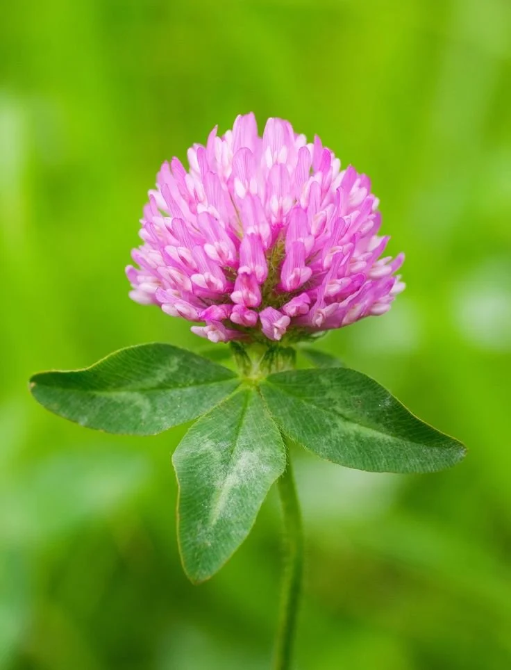 red clover