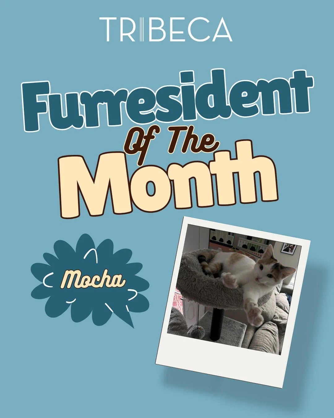 Say hello to Mocha! This cute Calico is a year and a half old and has been a Tribeca Furresident for just over a year, and we are paws over heels for her. Some fun facts about Mocha:

🐾Mocha knows how to sit and hop up on her owners shoulders!
🐾Moc
