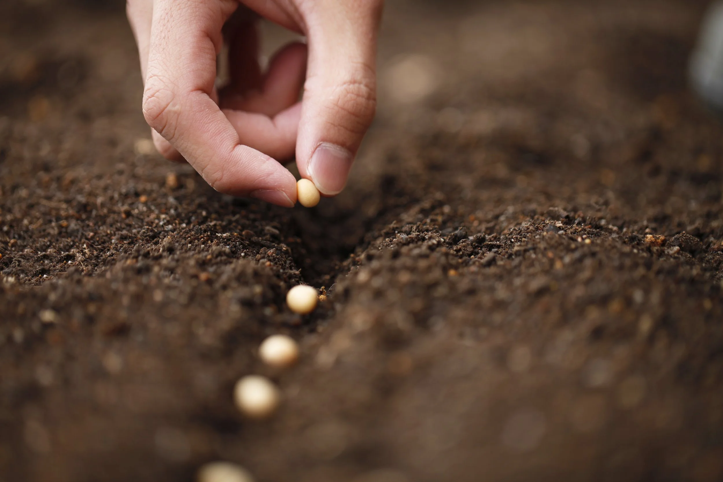 A hand planting seeds in soil, symbolizing new beginnings and intentions taking root.