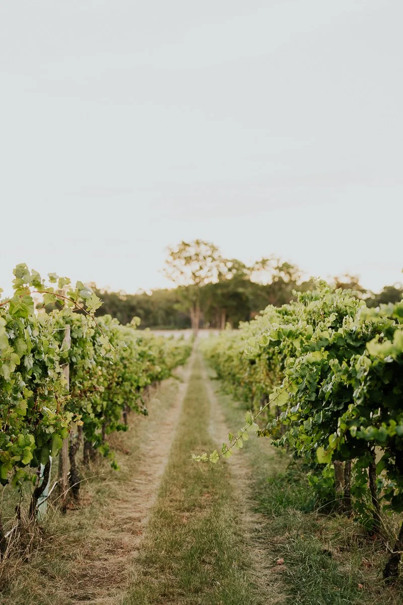 Ferro-Studio-Toppers-Grape-Harvest-5.jpg