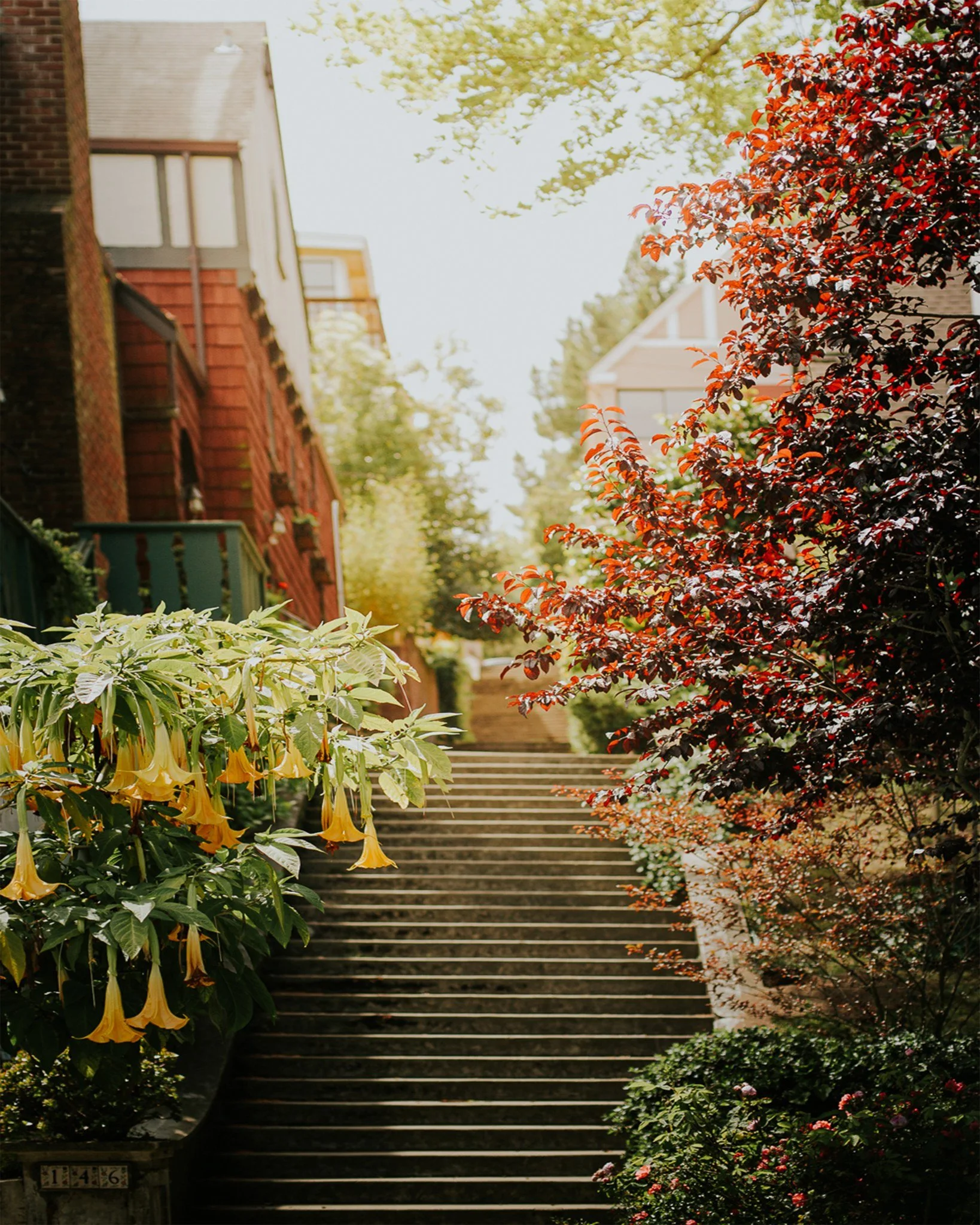 Spring in San Francisco 🌸 Even during my occasional adventures in street photography, my focus (usually) ends up back on nature and how it interacts with the human made 🌻 

 #sanfrancisco_now #sanfrancisco #biophilic #biophilia #streetphotographywo