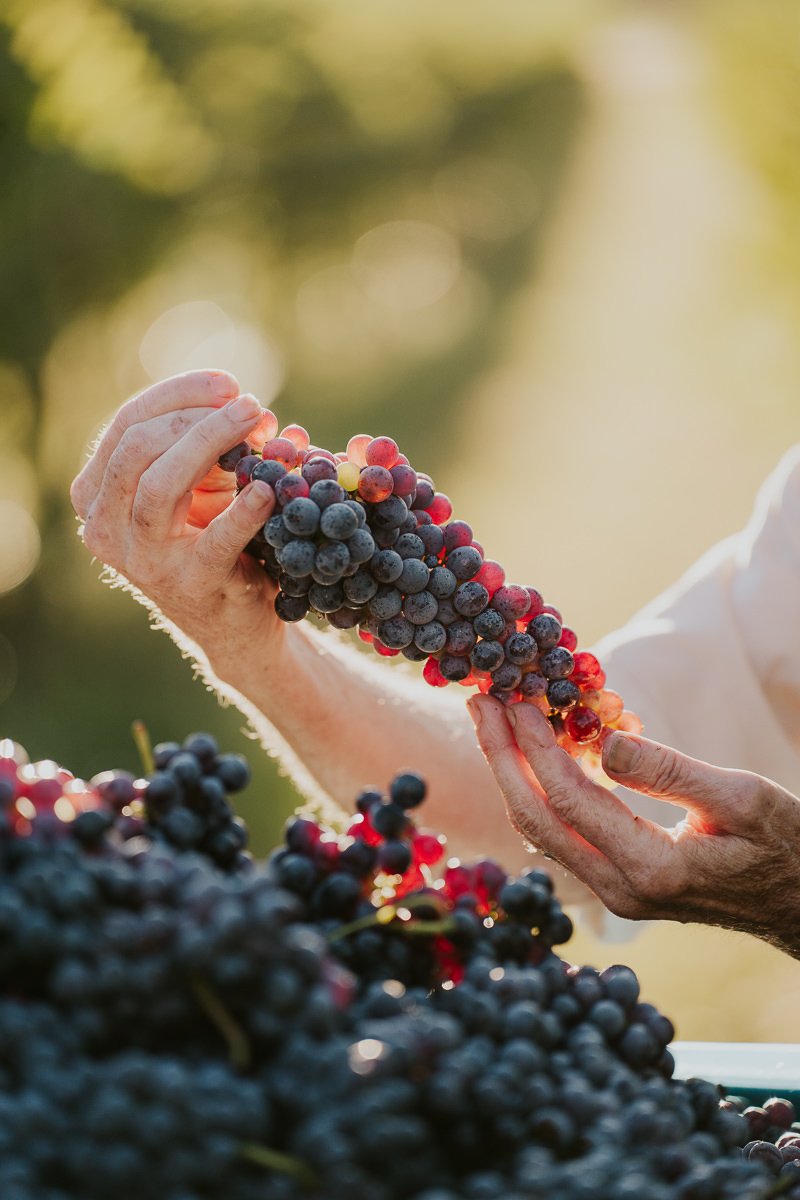 Ferro-Studio-Toppers-Grape-Harvest-19.jpg