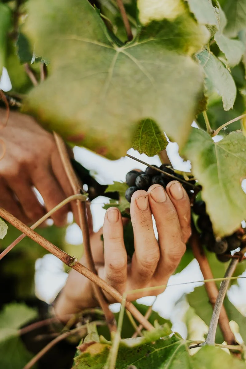 Ferro-Studio-Toppers-Grape-Harvest-16.jpg