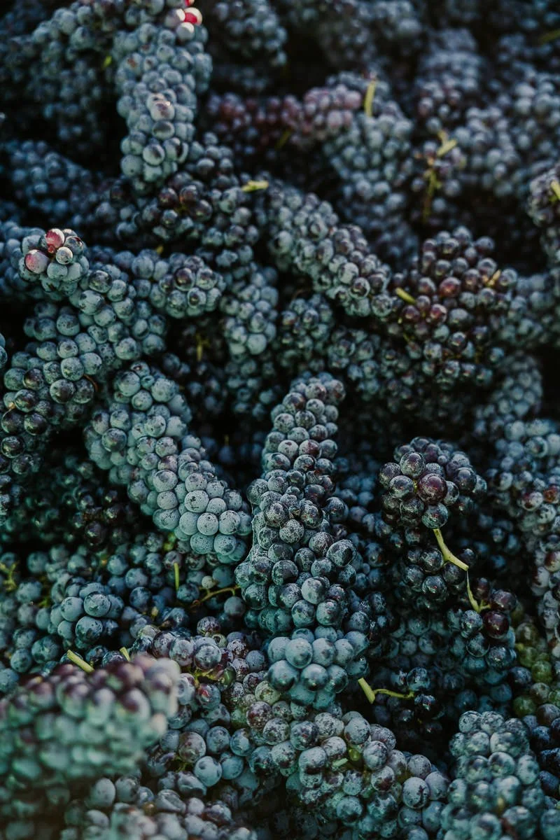 Ferro-Studio-Toppers-Grape-Harvest-20.jpg