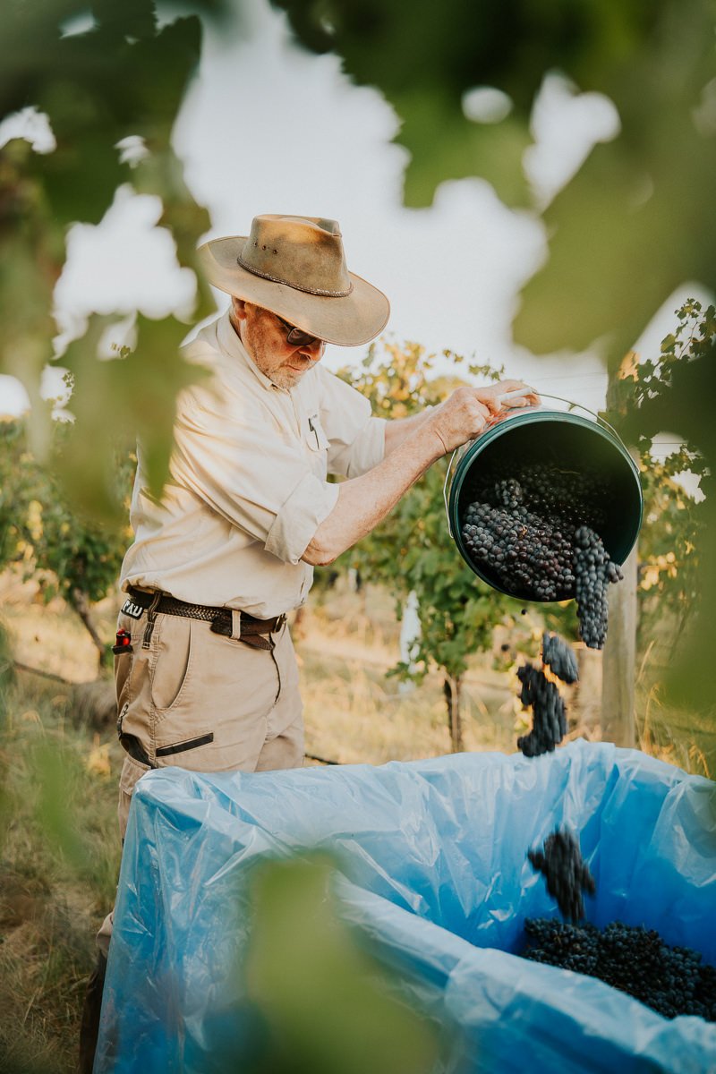Ferro-Studio-Toppers-Grape-Harvest-9.jpg