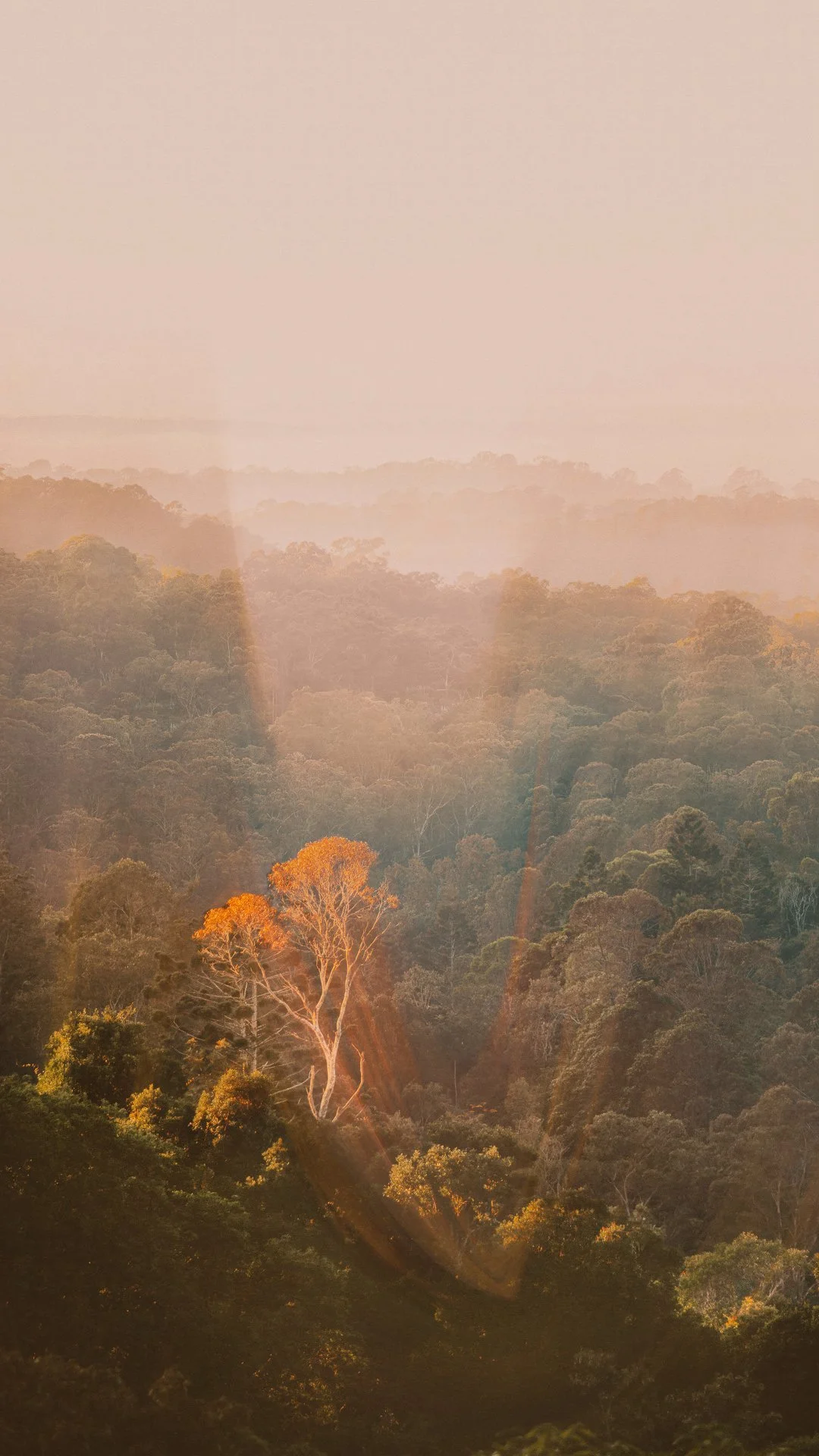 Echo - Mobile Wallpaper