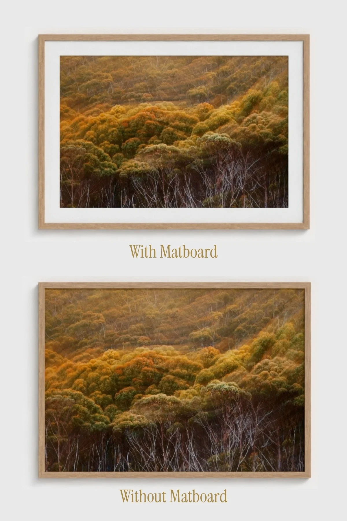 Forest-Breathes-Angela-Ferro-Studio-Fine-Art-Nature-Photography-Prints-Wild-Sanctuary-Australian-bush-mockup-7.jpg
