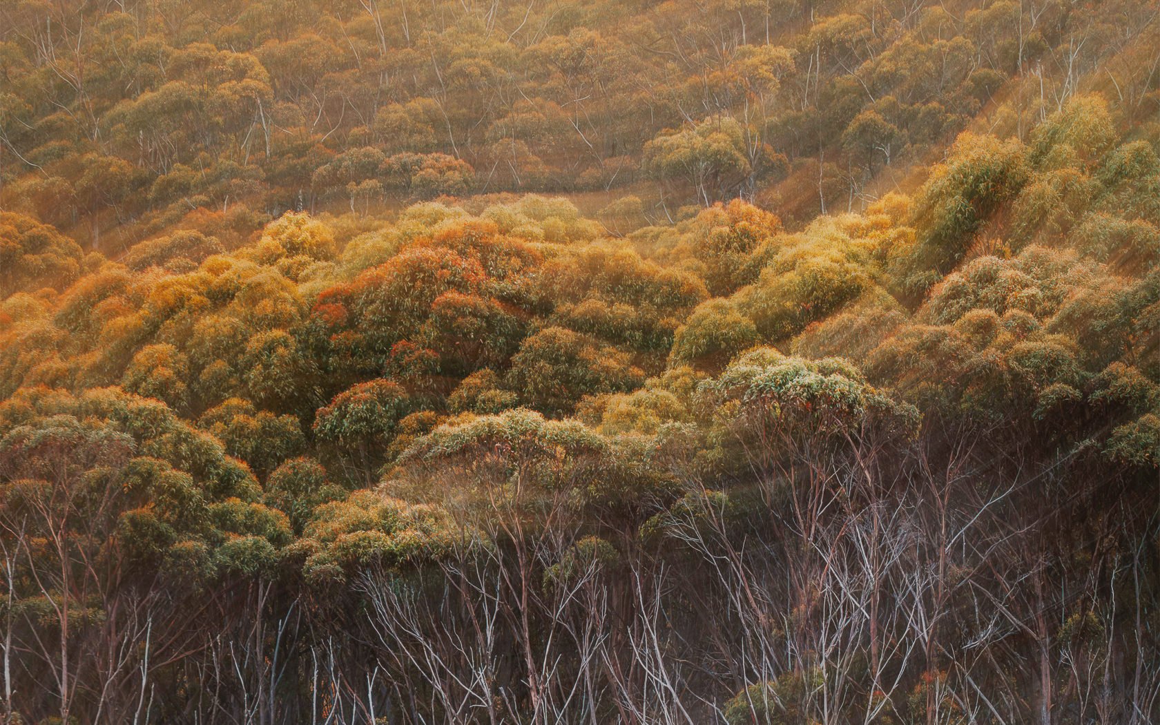 The Forest Breathes - Desktop Wallpaper