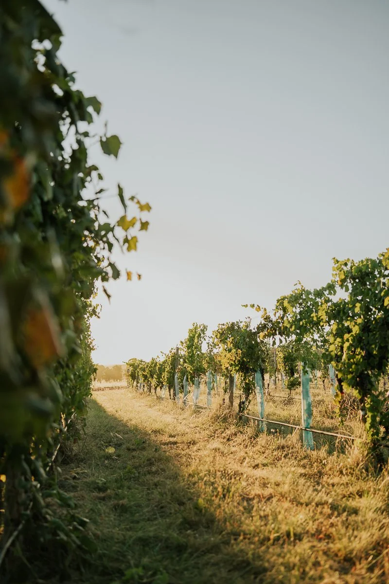Ferro-Studio-Toppers-Grape-Harvest-6.jpg