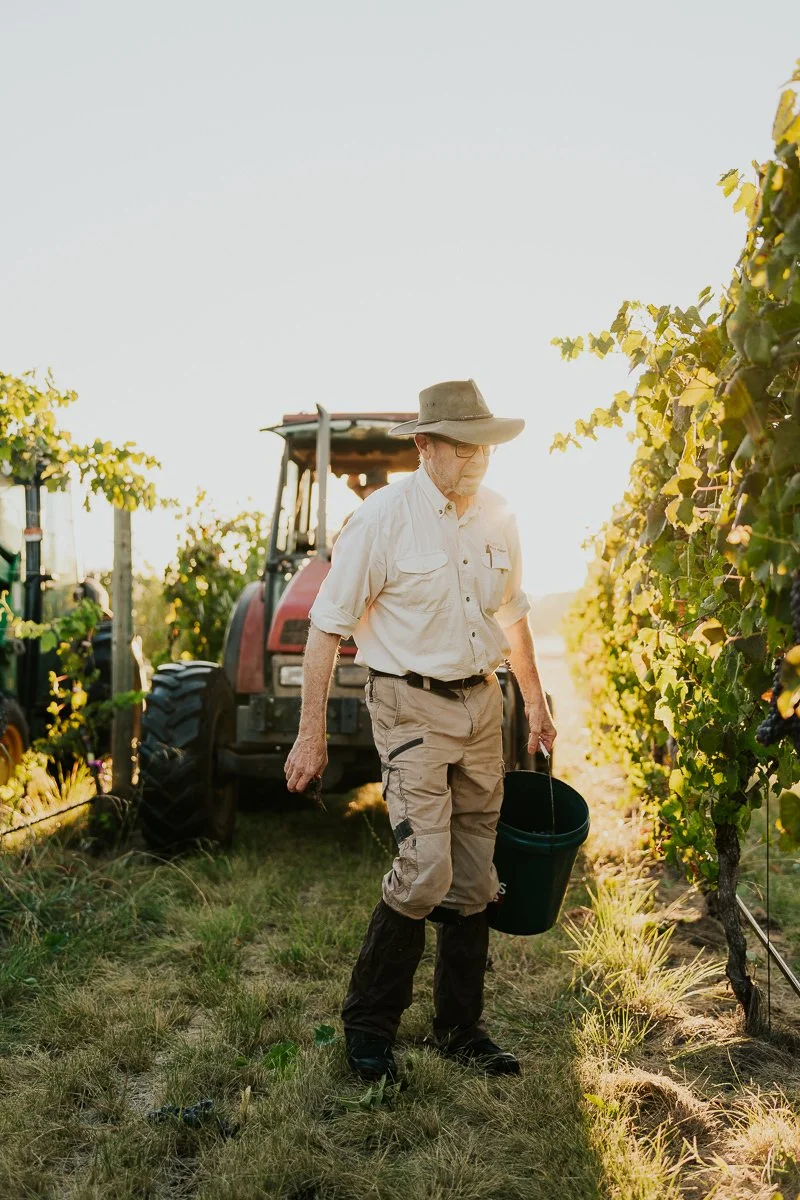Ferro-Studio-Toppers-Grape-Harvest-11.jpg