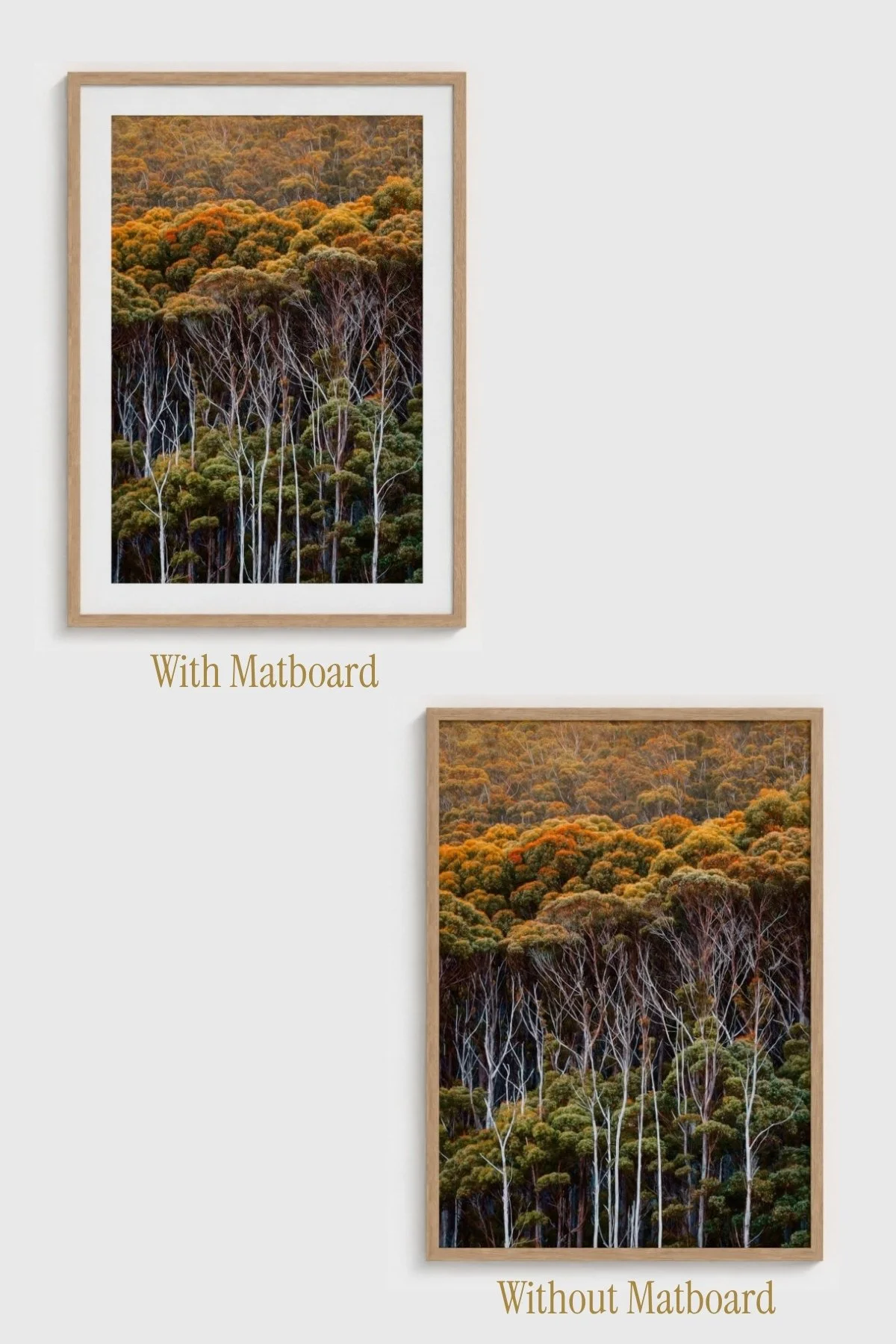 Understory-Angela-Ferro-Studio-Fine-Art-Nature-Photography-Prints-Wild-Sanctuary-Australian-bush-mockup-7.jpg